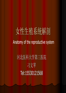 女性生殖系统解剖