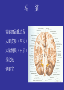 74端脑