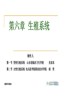 生殖系统