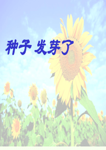 种子发芽了ppt