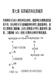 药物化学拟胆碱药和抗胆碱药ppt