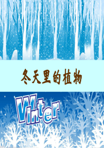 幼儿园教学课件---冬天里的植物