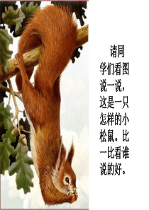 《松鼠的尾巴》课件