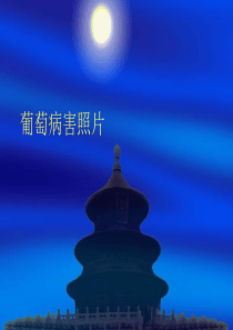 葡萄病害照片 (3)