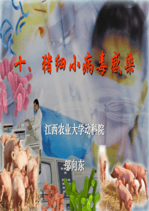 猪细小病毒感染
