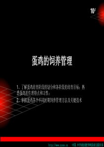 蛋鸡的饲养管理