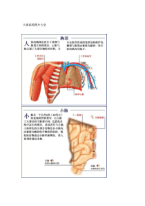 人体结构图片大全