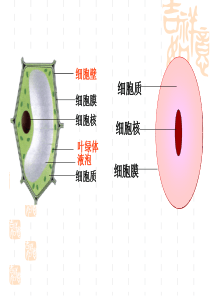 4.  细胞的生活