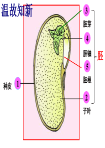 裸子植物和被子植物