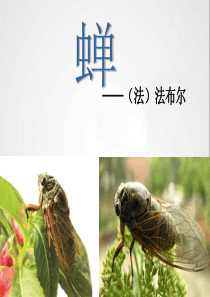 蝉
