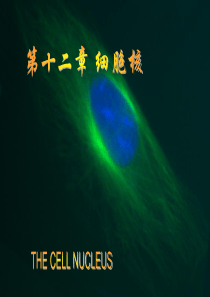 细胞生物学教程第十二章细胞核(精)