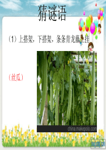《爬山虎的脚》课件上课用