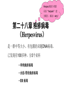 2单纯疱疹病毒