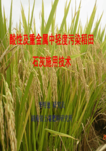 李明德稻田石灰施用技术