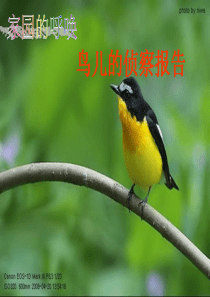 47鸟儿的侦察报告ppt