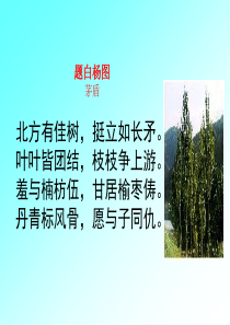 87《白杨礼赞》ppt课件