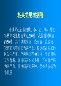 核果类果树病害