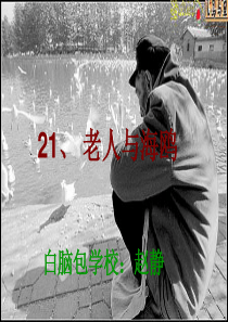 《老人与海鸥》ppt课件1