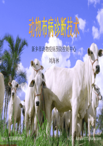 19动物布病诊断技术