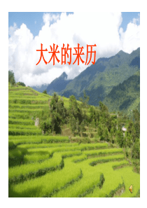 大米的来历PPT