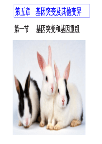 基因突变的概念