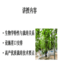 茄子设施栽培关键技术