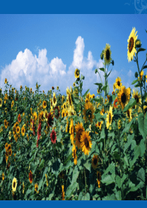 2017高考考前15天主题班会