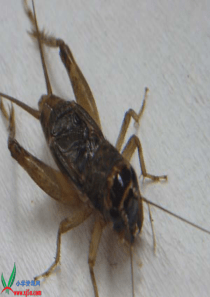 7《蟋蟀的住宅 8》PPT课件