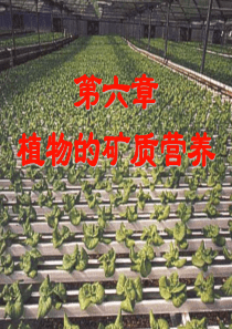 矿质营养