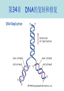 第34章 DNA的复制和修复(2013-2-28)