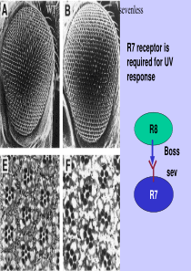 线虫发育及基因功能研究2韩珉