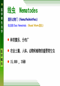 线虫概述、似蚓蛔线虫、鞭虫、蛲虫(医学)
