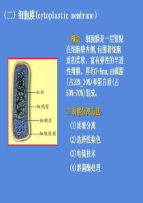第二章  原核微生物形态、构造及功能3