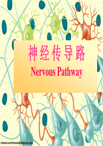 传导路