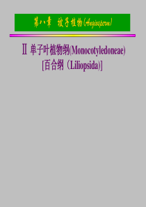 百合亚纲