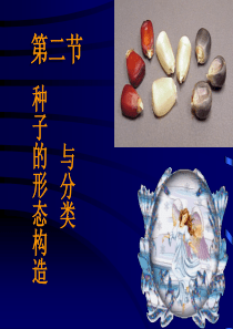 第二节 种子的形态结构与分类分析