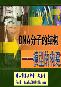 DNA分子的结构说课课件2