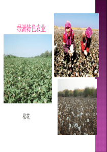 第四节 西部开发的重要阵地-新疆维吾尔自治区(1)