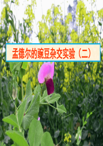 《教师参考》新课标人教版(高中生物)_必修2同课异构课件：1.2_孟德尔的豌豆杂交实验(二)4