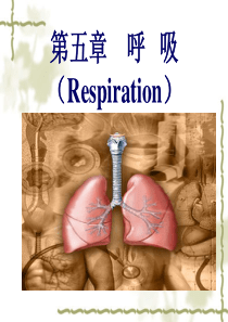 第五章呼吸