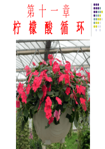 生物化学  第11章柠檬酸循环.ppt