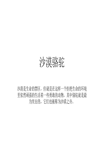 沙漠骆驼