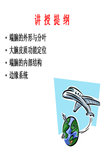 基础医学 中枢神经系统――端脑