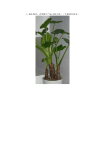 一些花卉的功效