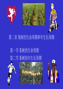 2 果树的生命周期和年生长周期