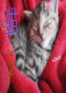 17郑振铎《猫》PPT