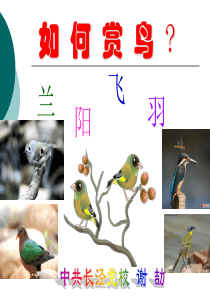 如何赏鸟