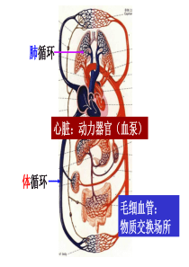 第四章 循环生理国护