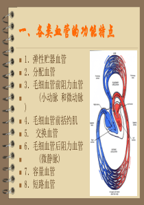 第四章 循环系统(血管生理)