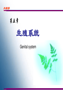 生殖系统教学课件